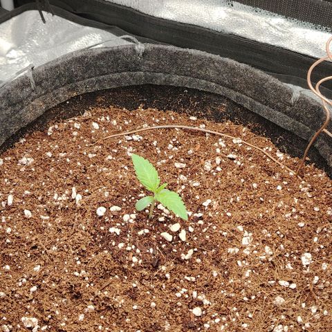 Auto Moon Rock Divine Seeds growlog timeline photo
