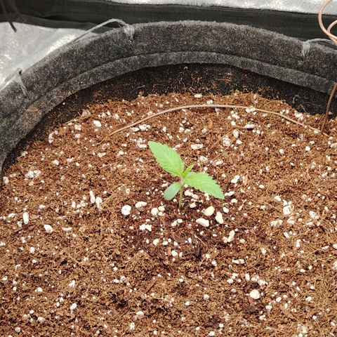 Auto Moon Rock Divine Seeds growlog timeline photo