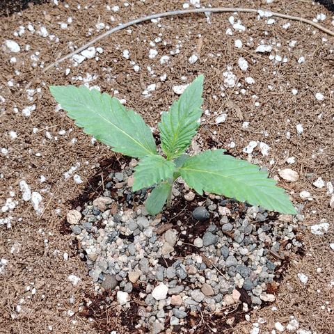 Auto Moon Rock Divine Seeds growlog timeline photo