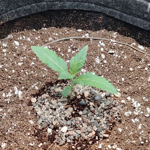 Auto Moon Rock Divine Seeds growlog timeline photo