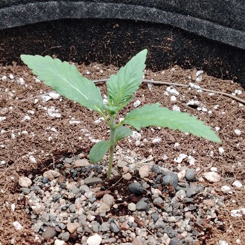Auto Moon Rock Divine Seeds growlog timeline photo