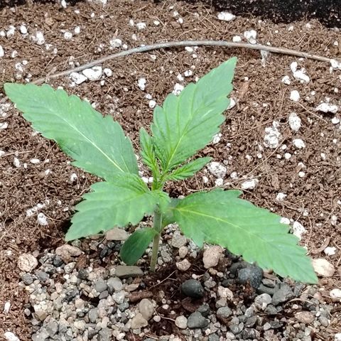 Auto Moon Rock Divine Seeds growlog timeline photo