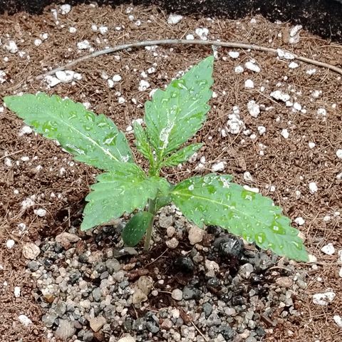 Auto Moon Rock Divine Seeds growlog timeline photo