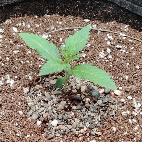 Auto Moon Rock Divine Seeds growlog timeline photo