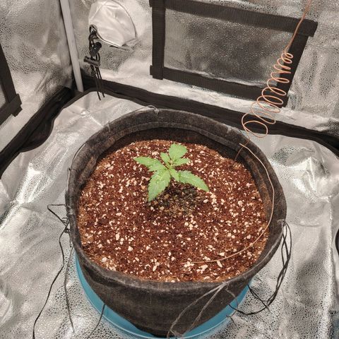 Auto Moon Rock Divine Seeds growlog timeline photo