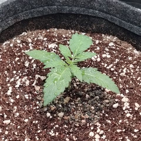 Auto Moon Rock Divine Seeds growlog timeline photo