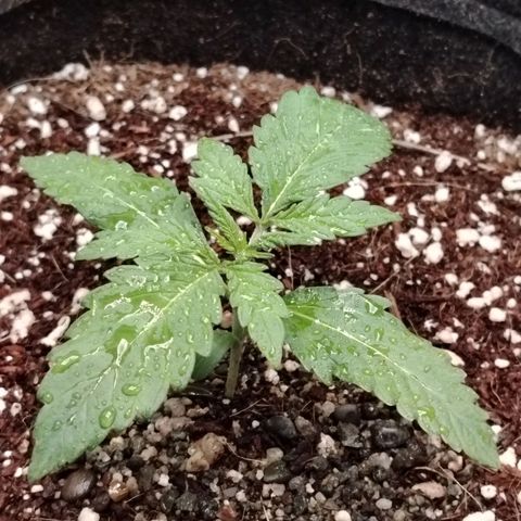 Auto Moon Rock Divine Seeds growlog timeline photo