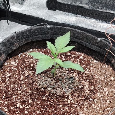 Auto Moon Rock Divine Seeds growlog timeline photo