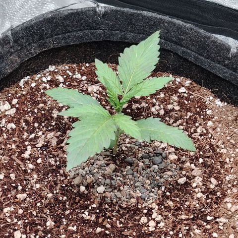 Auto Moon Rock Divine Seeds growlog timeline photo