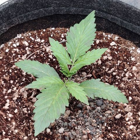 Auto Moon Rock Divine Seeds growlog timeline photo