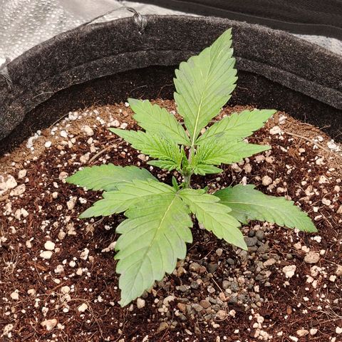 Auto Moon Rock Divine Seeds growlog timeline photo