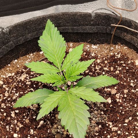 Auto Moon Rock Divine Seeds growlog timeline photo