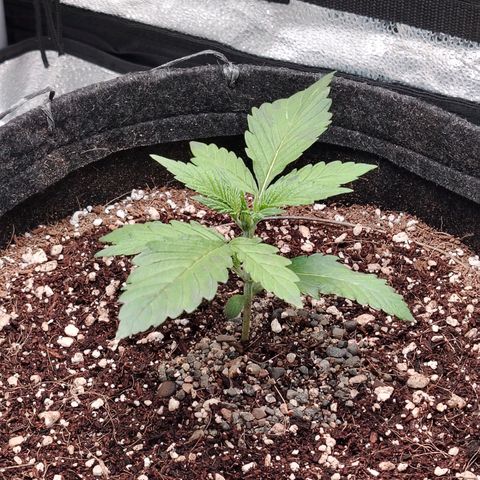 Auto Moon Rock Divine Seeds growlog timeline photo