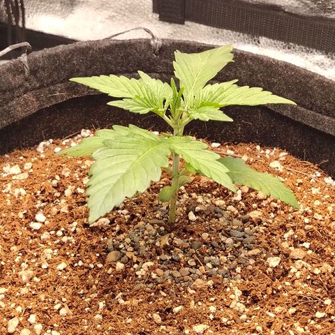 Auto Moon Rock Divine Seeds growlog timeline photo