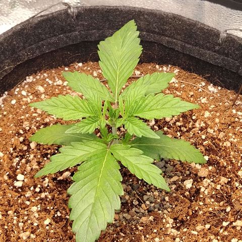 Auto Moon Rock Divine Seeds growlog timeline photo