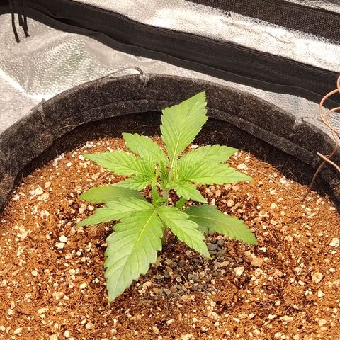 Auto Moon Rock Divine Seeds growlog timeline photo