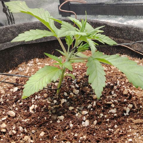 Auto Moon Rock Divine Seeds growlog timeline photo