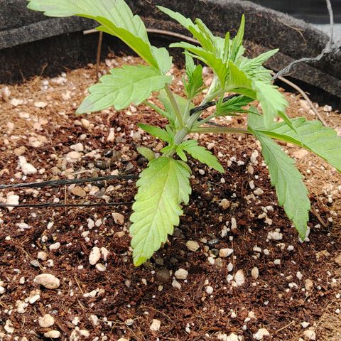 Auto Moon Rock Divine Seeds growlog timeline photo