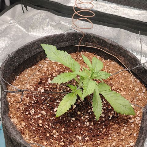 Auto Moon Rock Divine Seeds growlog timeline photo