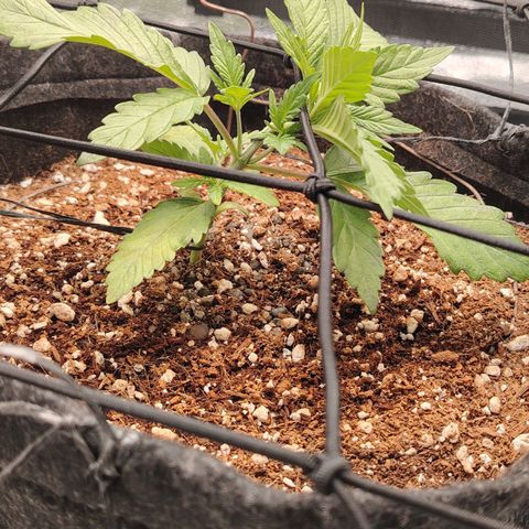 Auto Moon Rock Divine Seeds growlog timeline photo