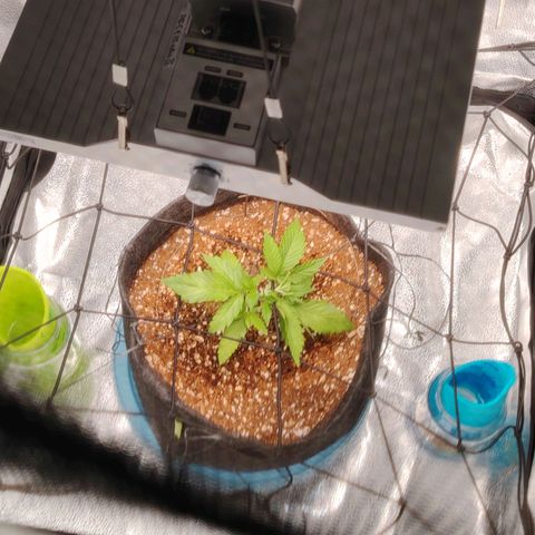 Auto Moon Rock Divine Seeds growlog timeline photo