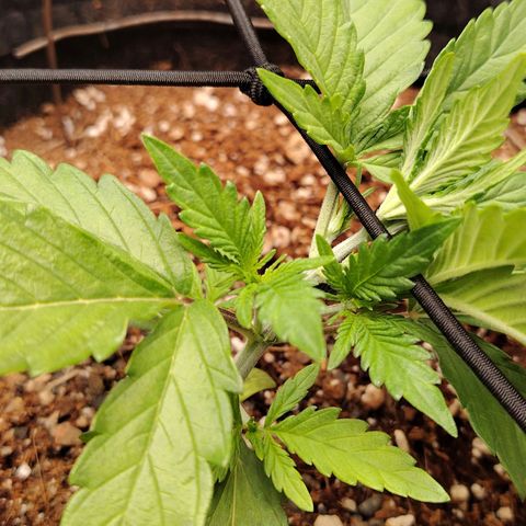Auto Moon Rock Divine Seeds growlog timeline photo