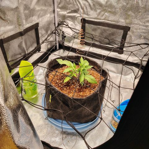 Auto Moon Rock Divine Seeds growlog timeline photo