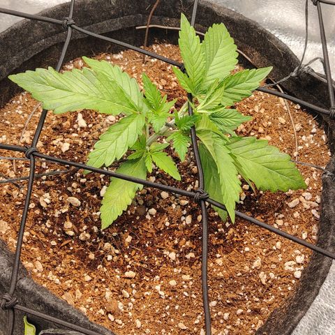 Auto Moon Rock Divine Seeds growlog timeline photo