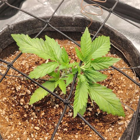 Auto Moon Rock Divine Seeds growlog timeline photo