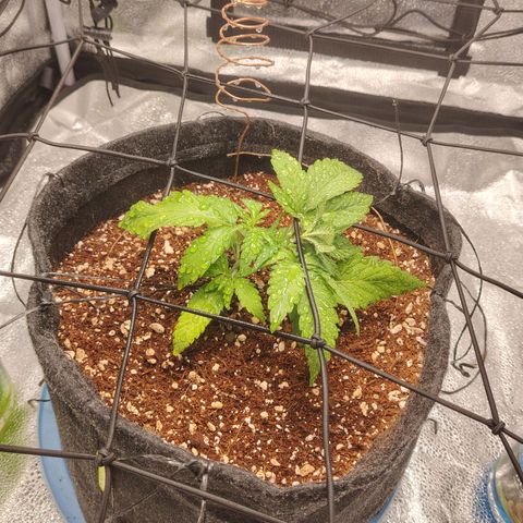 Auto Moon Rock Divine Seeds growlog timeline photo