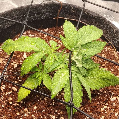 Auto Moon Rock Divine Seeds growlog timeline photo