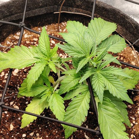 Auto Moon Rock Divine Seeds growlog timeline photo