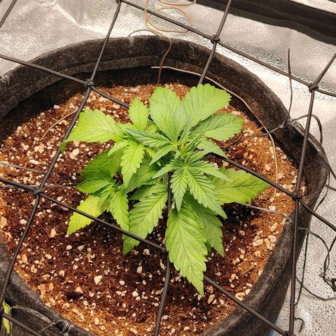 Auto Moon Rock Divine Seeds growlog timeline photo
