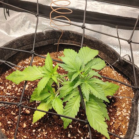 Auto Moon Rock Divine Seeds growlog timeline photo