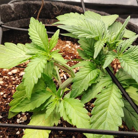 Auto Moon Rock Divine Seeds growlog timeline photo