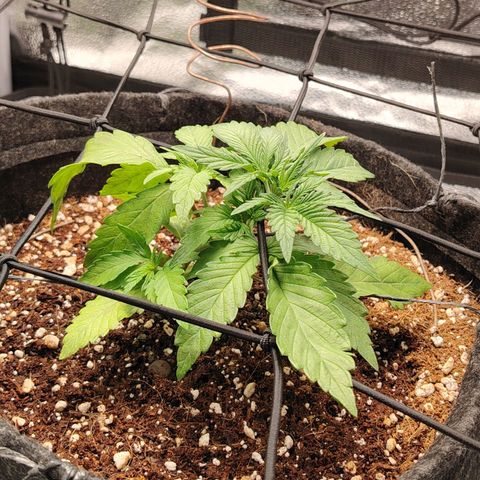 Auto Moon Rock Divine Seeds growlog timeline photo