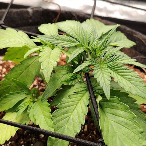 Auto Moon Rock Divine Seeds growlog timeline photo