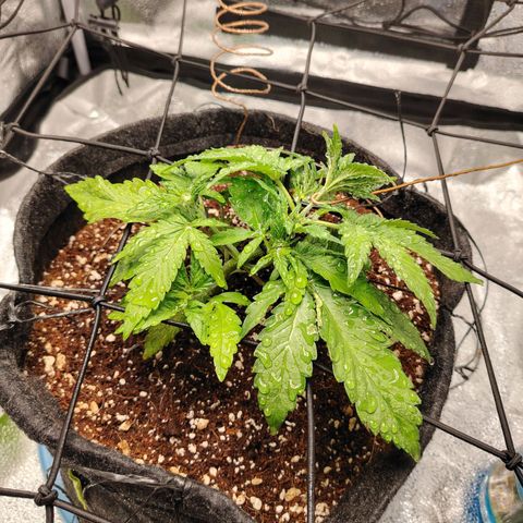 Auto Moon Rock Divine Seeds growlog timeline photo