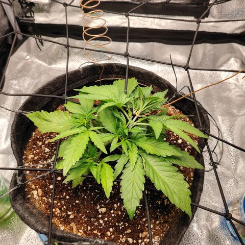 Auto Moon Rock Divine Seeds growlog timeline photo