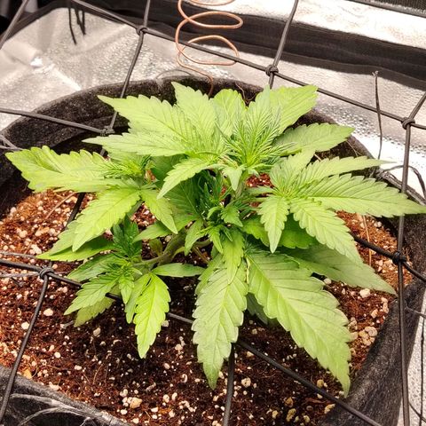 Auto Moon Rock Divine Seeds growlog timeline photo