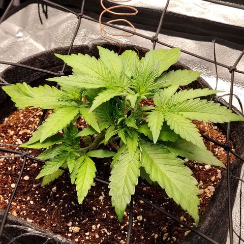 Auto Moon Rock Divine Seeds growlog timeline photo