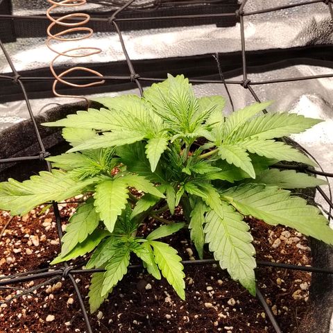 Auto Moon Rock Divine Seeds growlog timeline photo