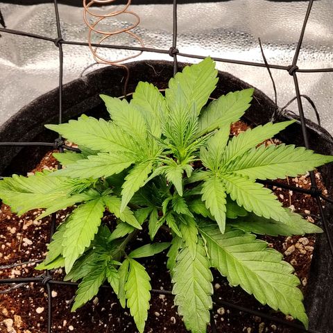 Auto Moon Rock Divine Seeds growlog timeline photo