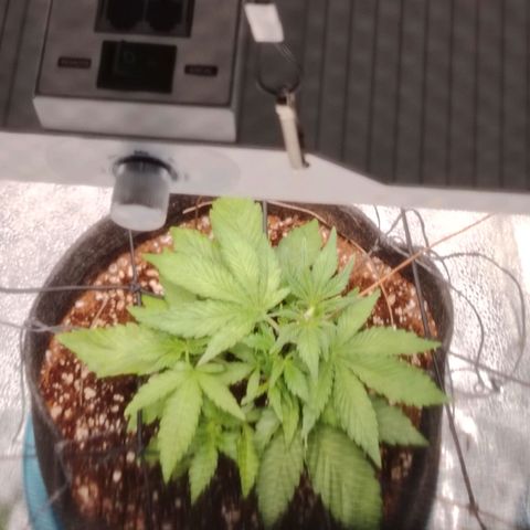 Auto Moon Rock Divine Seeds growlog timeline photo
