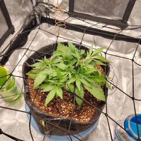 Auto Moon Rock Divine Seeds growlog timeline photo