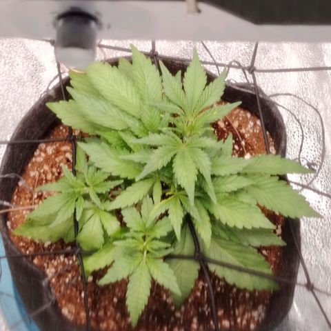 Auto Moon Rock Divine Seeds growlog timeline photo