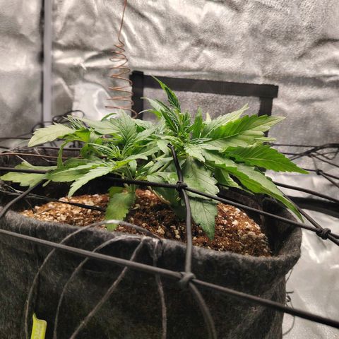 Auto Moon Rock Divine Seeds growlog timeline photo