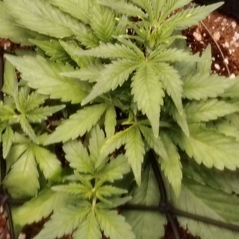 Auto Moon Rock Divine Seeds growlog timeline photo