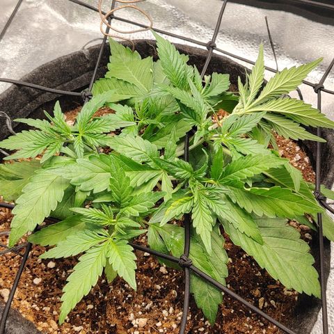 Auto Moon Rock Divine Seeds growlog timeline photo
