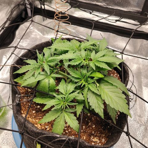 Auto Moon Rock Divine Seeds growlog timeline photo